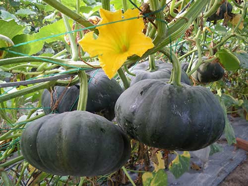 Tác dụng tuyệt vời của bí đỏ trong Đông y