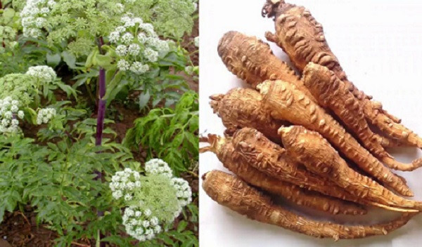Tác dụng của bạch chỉ trong điều trị chứng đau đầu