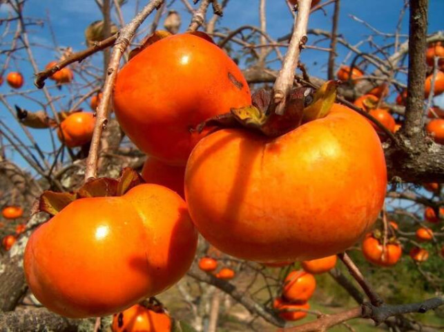 Lợi ích của quả hồng đối với sức khỏe