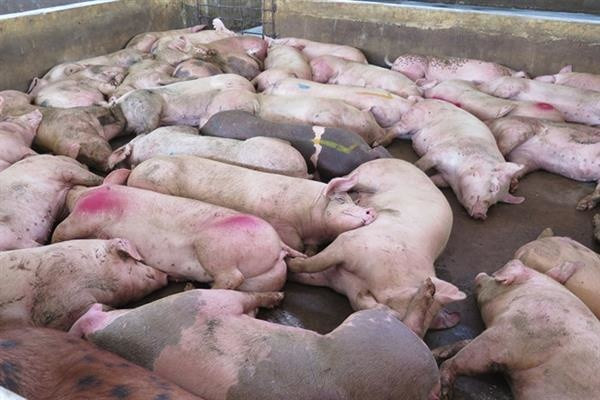 Indonesia: Dịch lở mồm long móng lây lan nhanh