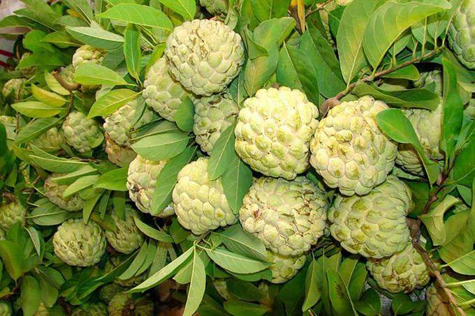 Lợi ích của lá na