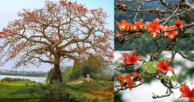 Công dụng chữa bệnh của cây gạo