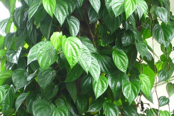 Lợi ích của lá trầu với làn da