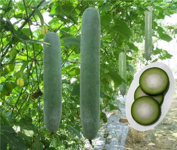 Một số bài thuốc chữa bệnh từ bí đao