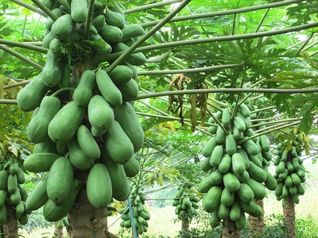 45 bài thuốc quý từ đu đủ