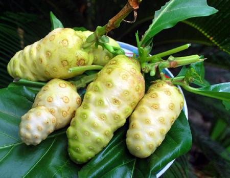 Tác dụng của quả nhàu với sức khỏe