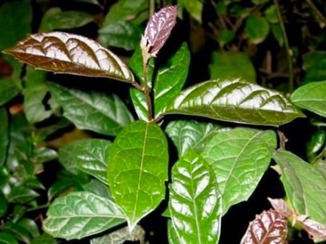 Vì sao xạ đen, ké đầu ngựa lại có tác dụng điều trị bướu cổ?