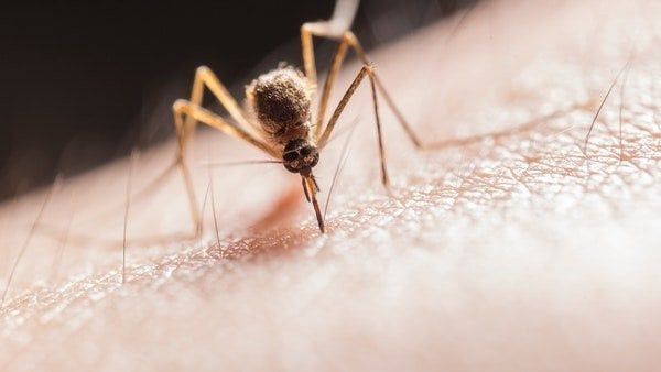 Ánh sáng nhân tạo có thể trở thành vũ khí mới trong cuộc chiến kiểm soát bệnh sốt rét