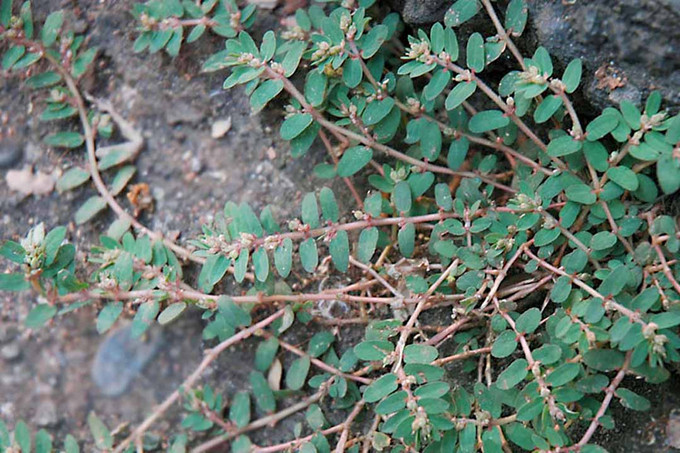 Bài thuốc chữa bệnh từ cây cỏ sữa