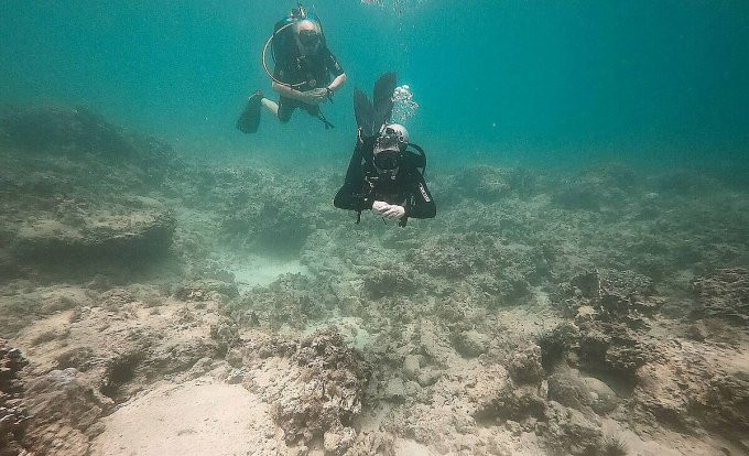 Nha Trang: San hô bị chết hàng loạt