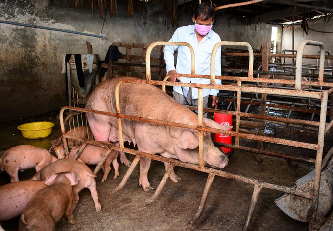Cà Mau triển khai đồng bộ các giải pháp phòng, chống bệnh dịch tả heo châu Phi