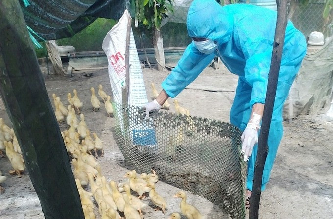 Quảng Trị xuất hiện dịch cúm gia cầm H5N1