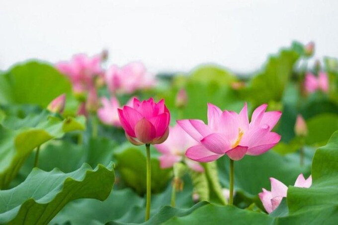 5 lợi ích sức khỏe của thân cây sen