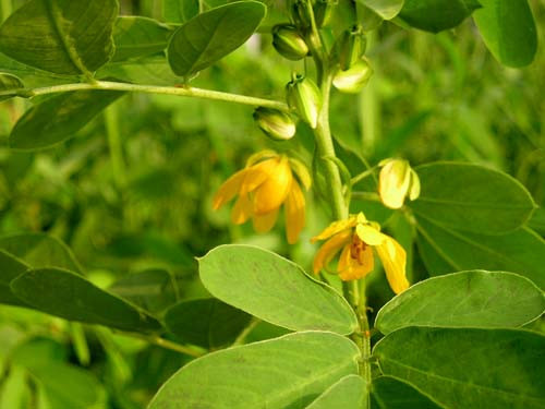 Thảo quyết minh – Vị thuốc chữa táo bón hiệu quả