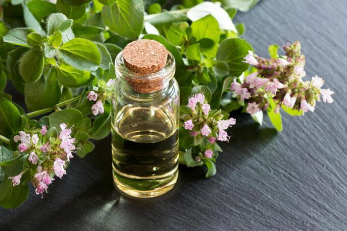Lợi ích của tinh dầu kinh giới cay