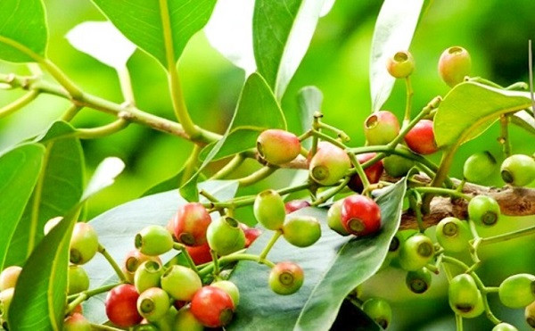 Nước vối vừa là nước giải khát vừa là thuốc chữa bệnh
