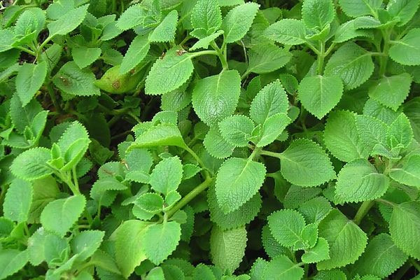 Bài thuốc trị ho, giải cảm từ lá húng chanh