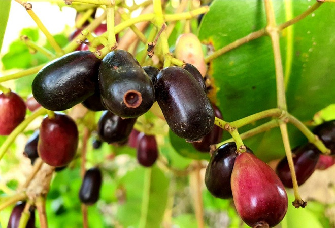 Quả trâm mang lại nhiều lợi ích cho sức khỏe