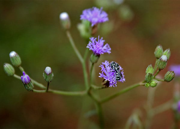 Những công dụng của vị thuốc đông y bạch đầu ông