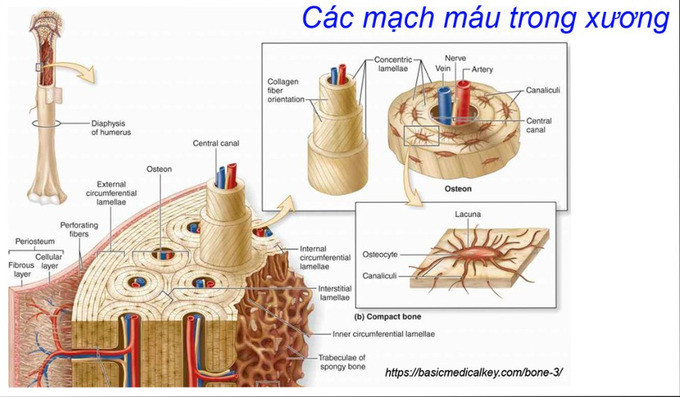 Những điều cần biết về căn bệnh hoại tử xương - Hội chứng hậu COVID-19 hiếm gặp