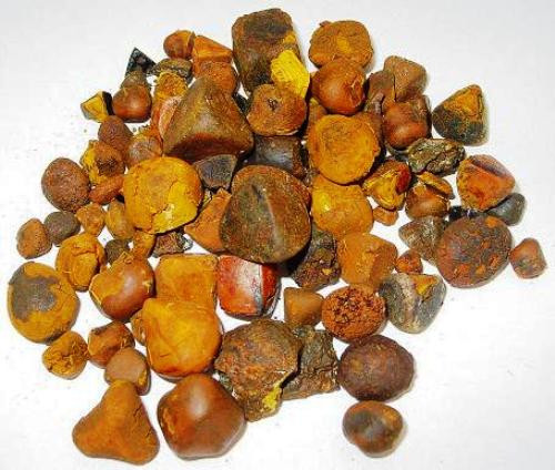 Ngưu hoàng – Vị thuốc độc đáo ít người biết