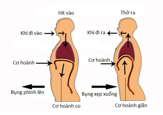 Thở cơ hoành - Phương pháp đơn giản mang lại lợi ích cho sức khỏe