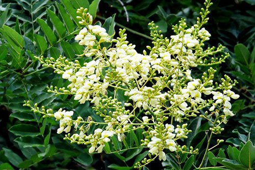 Tác dụng của hoa hòe trong y học cổ truyền