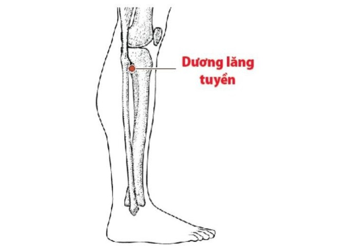Bấm hυyệt dương chi lăng tuyền giúp thư giãn gân mạch