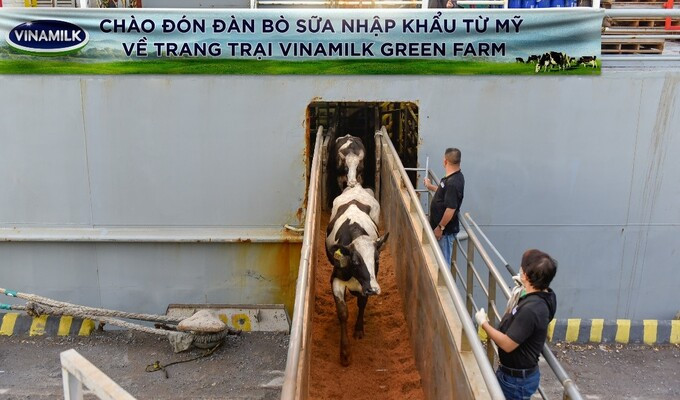 Vinamilk tiếp nhận thành công hơn 1.500 bò sữa nhập từ Mỹ về các trang trại Green Farm.