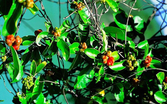 Tác dụng chữa bệnh của ba kích