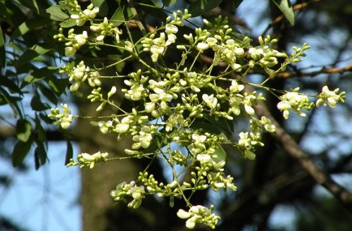 Tác dụng của hoa hòe trong điều trị cao huyết áp