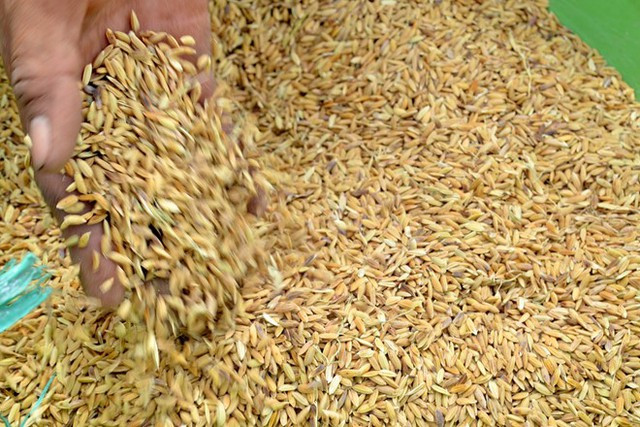 Chính phủ xuất cấp hạt giống cây trồng từ nguồn dự trữ quốc gia cho tỉnh Quảng Ngãi