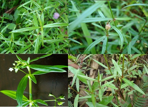 Cách bào chế và sử dụng bạch hoa xà thiệt thảo trong chữa bệnh