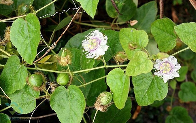 Lợi ích bất ngờ của cây lạc tiên
