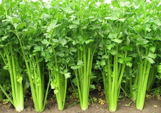 Những loại rau củ giúp ngăn ngừa bệnh tim