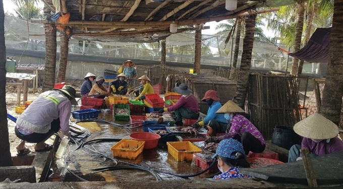 Bình Định xử phạt hơn 600 triệu đồng 15 cơ sở chế biến mực xà xả thải ra môi trường