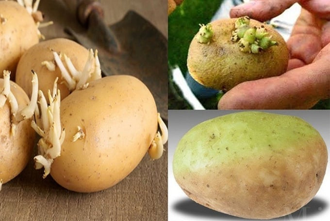 Cảnh giác với những chất độc tự nhiên có trong thực phẩm