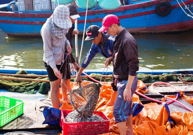 Nghiên cứu các kiến nghị về hỗ trợ người dân bị ảnh hưởng của giá xăng, dầu tăng cao