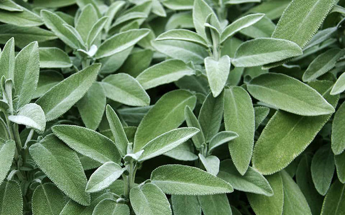 Lợi ích của lá cây xô thơm