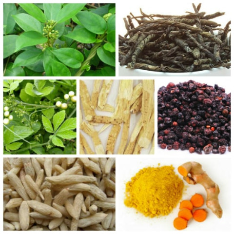7 vị thuốc hỗ trợ điều trị bệnh tiểu đường trong y học cổ truyền