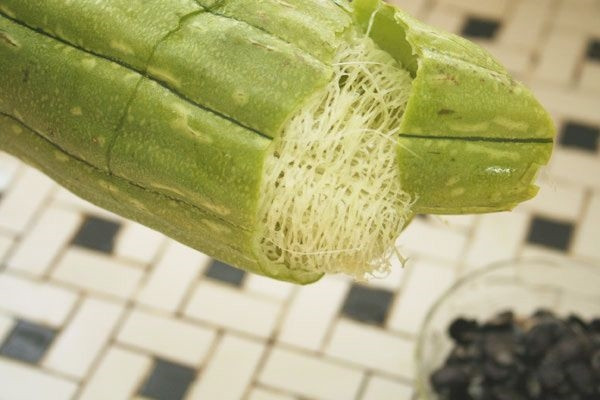 Những tác dụng chữa bệnh của xơ mướp