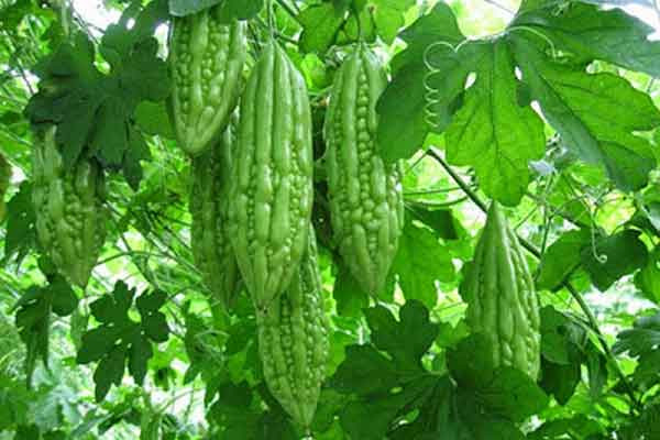 Cách dùng mướp đắng dưỡng tóc