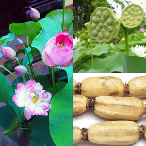Các bài thuốc về cây sen