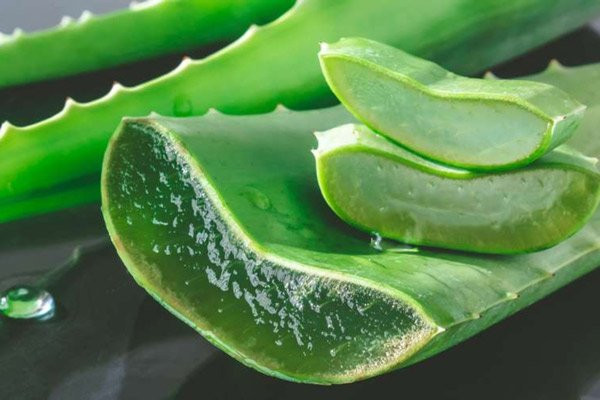 4 tác dụng mà chiết xuất lô hội mang lại cho da