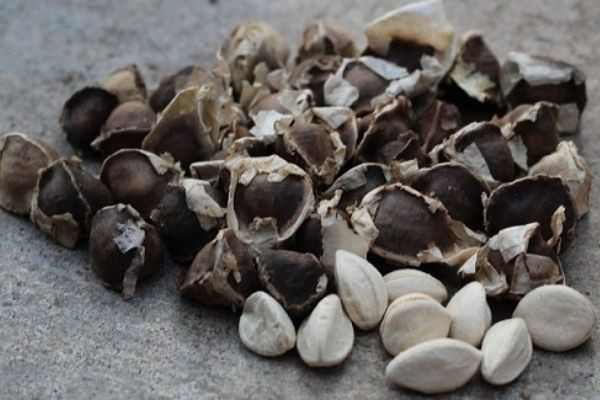 Lợi ích bất ngờ của hạt chùm