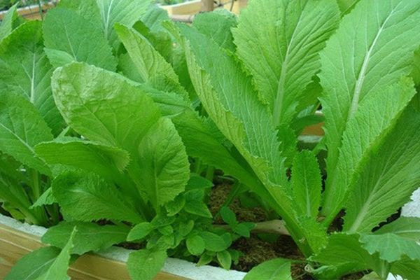 Tác dụng của cây cải canh trong chữa bệnh