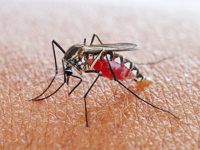 Hà Nội: Số ca mắc sốt xuất huyết tiếp tục tăng cao, thêm 1 chủng virus gây bệnh