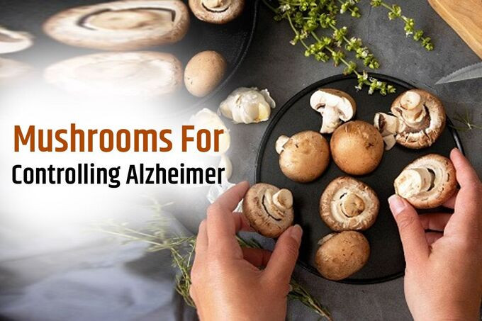 Nấm có thể giúp kiểm soát bệnh Alzheimer
