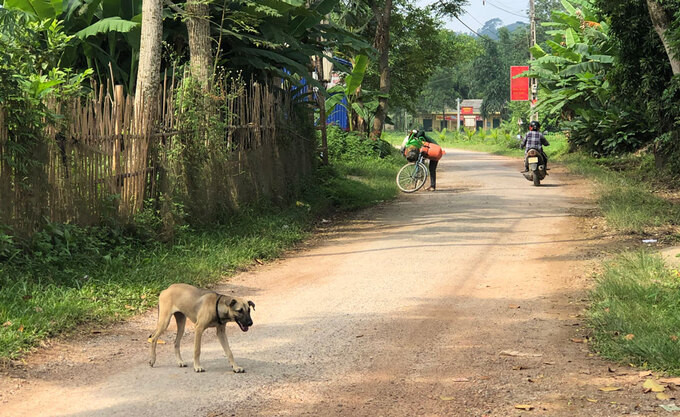 Bến Tre: Có 12 ca tử vong do bệnh dại trong 9 tháng đầu năm 2022