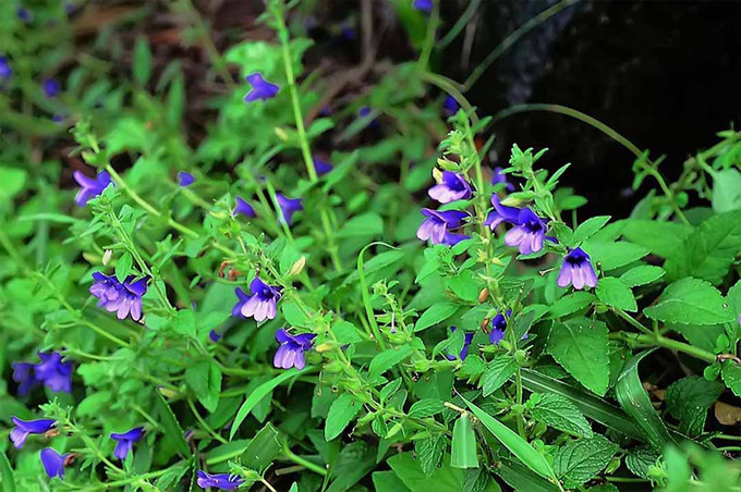 Bài thuốc điều trị viêm gan từ cây nhân trần